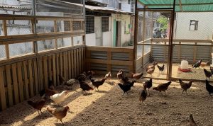 Panduan Lengkap Memilih Bibit Ayam Kampung Unggul untuk Pertumbuhan Cepat