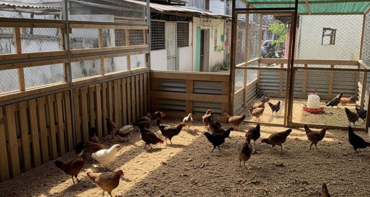 Panduan Lengkap Memilih Bibit Ayam Kampung Unggul untuk Pertumbuhan Cepat