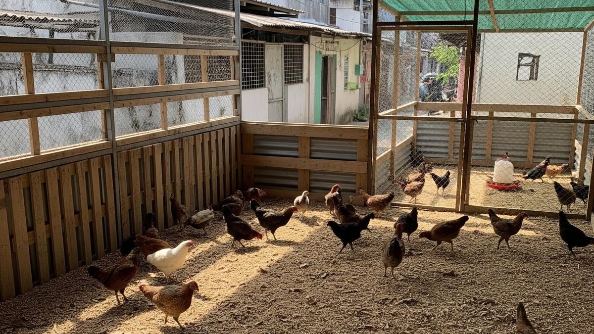 Panduan Lengkap Memilih Bibit Ayam Kampung Unggul untuk Pertumbuhan Cepat