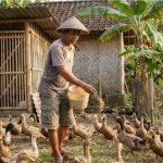 Panduan Lengkap Ternak Bebek dari Awal hingga Panen bagi Pemula