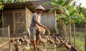 Panduan Lengkap Ternak Bebek dari Awal hingga Panen bagi Pemula