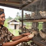 Panduan Lengkap Ternak Puyuh Petelur untuk Pemula