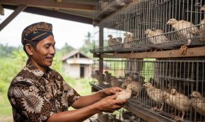 Panduan Lengkap Ternak Puyuh Petelur untuk Pemula