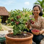 Panduan Menanam Raspberry dalam Pot di Iklim Panas untuk Panen Cepat