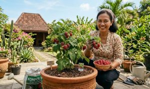 panduan-menanam-raspberry-dalam-pot-di-iklim-panas-untuk-panen-cepat-55091 Panduan Menanam Raspberry dalam Pot di Iklim Panas untuk Panen Cepat