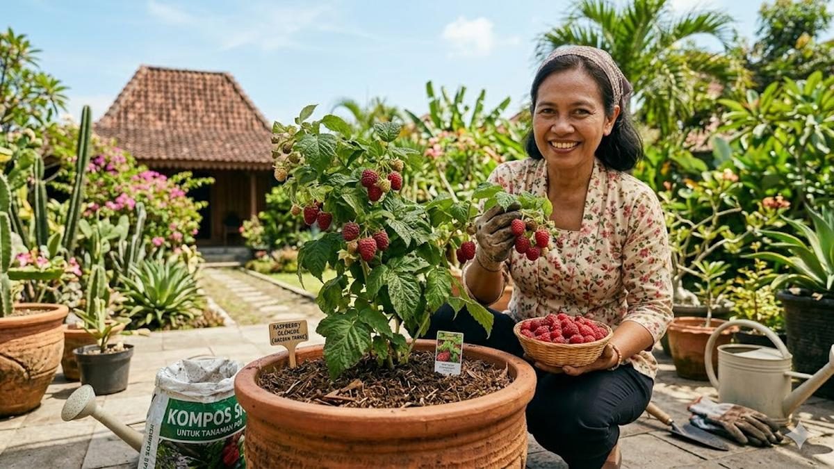 Panduan Menanam Raspberry dalam Pot di Iklim Panas untuk Panen Cepat