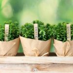 Panduan Menanam Thyme di Pot Dapur: Bumbu Segar Selalu Tersedia