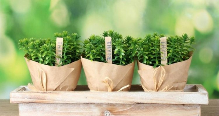 Panduan Menanam Thyme di Pot Dapur: Bumbu Segar Selalu Tersedia