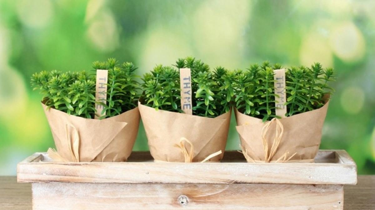 Panduan Menanam Thyme di Pot Dapur: Bumbu Segar Selalu Tersedia