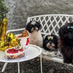 Panduan Pemilik Berpengalaman Merawat Anjing Shih Tzu dari A sampai Z