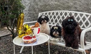 Panduan Pemilik Berpengalaman Merawat Anjing Shih Tzu dari A sampai Z