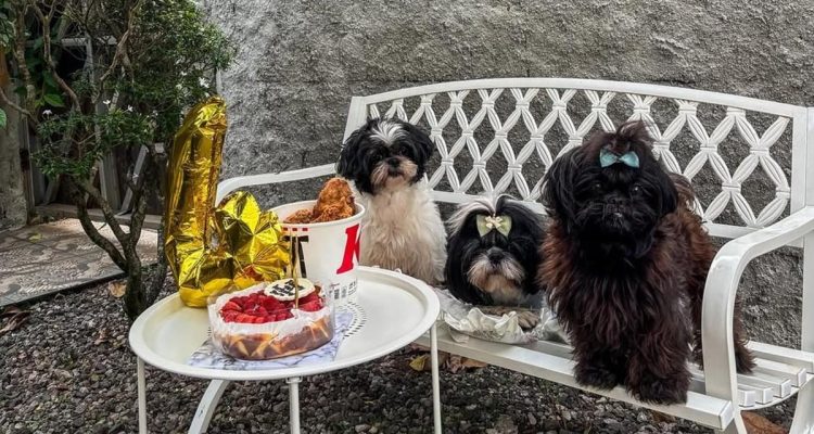 Panduan Pemilik Berpengalaman Merawat Anjing Shih Tzu dari A sampai Z