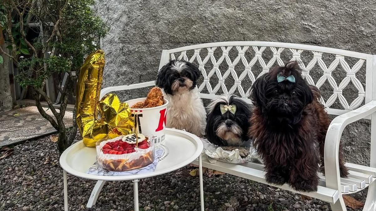 Panduan Pemilik Berpengalaman Merawat Anjing Shih Tzu dari A sampai Z
