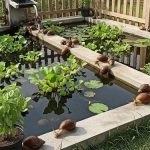 Panduan Praktis Membuat Kolam Bekicot Ternak Mini di Halaman Belakang Rumah