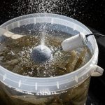 Panduan Praktis Ternak Udang Ember Hemat Biaya untuk Pemula