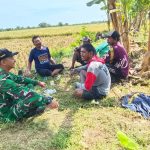 Pelda Sulaeman Dampingi Petani Panen Padi Majasih, TNI Kawal Ketahanan Pangan