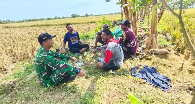 Pelda Sulaeman Dampingi Petani Panen Padi Majasih, TNI Kawal Ketahanan Pangan