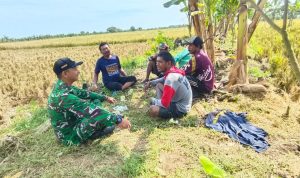 pelda-sulaeman-dampingi-petani-panen-padi-majasih-tni-kawal-ketahanan-pangan-94057 Pelda Sulaeman Dampingi Petani Panen Padi Majasih, TNI Kawal Ketahanan Pangan