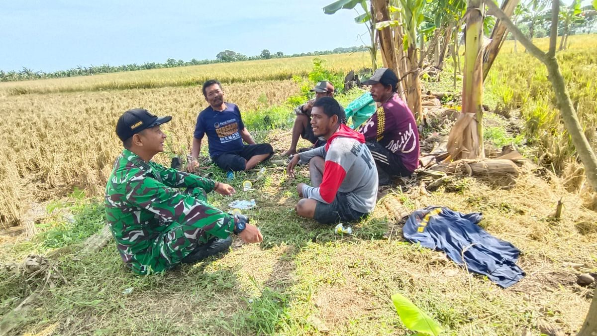 Pelda Sulaeman Dampingi Petani Panen Padi Majasih, TNI Kawal Ketahanan Pangan