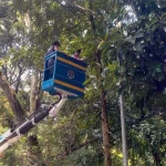 Pemprov Jabar: Penebangan dan Pemangkasan Pohon Wajib Berizin Gubernur