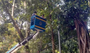 Pemprov Jabar: Penebangan dan Pemangkasan Pohon Wajib Berizin Gubernur