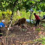 Pengorbanan Tanpa Memandang Perbedaan di Pulau Buru