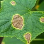 Penyebab Daun Timun Berbintik Cokelat dan Solusinya