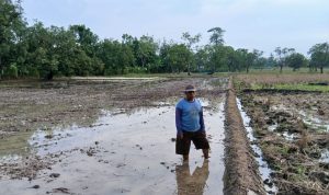 Petani Karangtumaritis Sambut Musim Tanam Kedua, Harapan Panen Tahun Ini Ditentukan
