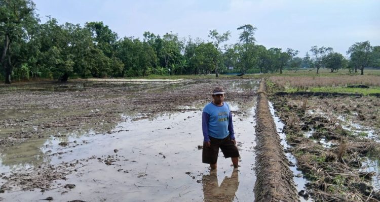 Petani Karangtumaritis Sambut Musim Tanam Kedua, Harapan Panen Tahun Ini Ditentukan
