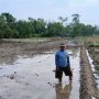 Petani Karangtumaritis Sambut Musim Tanam Kedua, Harapan Panen Tahun Ini Ditentukan