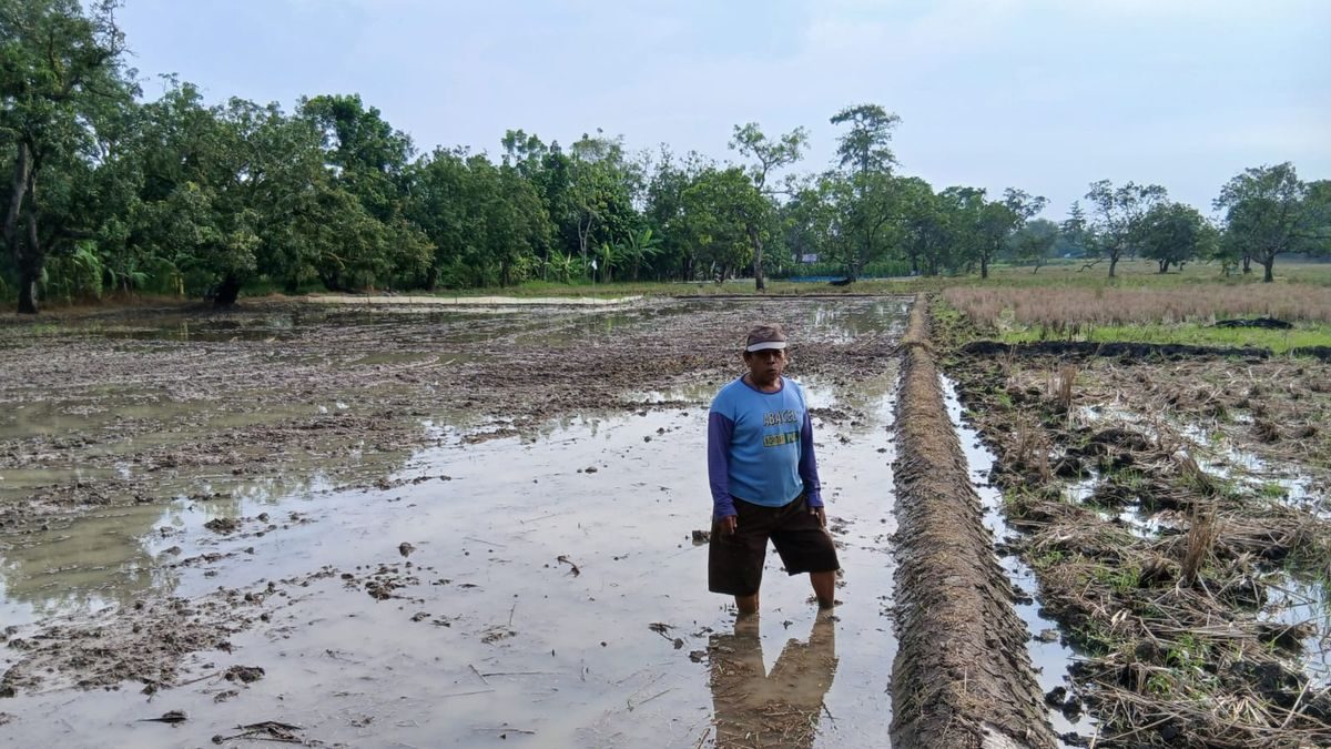 Petani Karangtumaritis Sambut Musim Tanam Kedua, Harapan Panen Tahun Ini Ditentukan