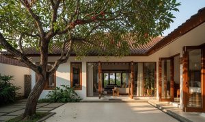 pohon-berakar-perusak-fondasi-rumah-dan-cara-mencegahnya-31540 Pohon Berakar Perusak Fondasi Rumah dan Cara Mencegahnya