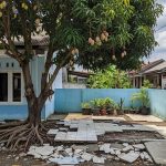 Pohon Buah Ideal untuk Rumah Subsidi: Akar Terkendali, Perawatan Mudah, Panen Mandiri