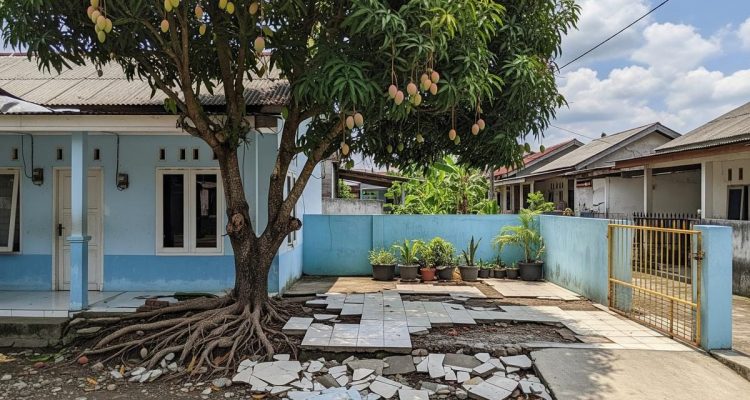 Pohon Buah Ideal untuk Rumah Subsidi: Akar Terkendali, Perawatan Mudah, Panen Mandiri