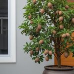 Pohon Buah Mini Depan Rumah Minimalis Type 45, Ciptakan Suasana Asri dan Produktif