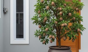 Pohon Buah Mini Depan Rumah Minimalis Type 45, Ciptakan Suasana Asri dan Produktif
