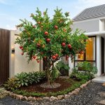 Pohon Buah Pendekat Carport yang Aman untuk Pondasi Rumah