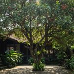 Pohon Buah Peneduh Rumah yang Bebas Hama dan Aman di Halaman