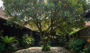 pohon-buah-peneduh-rumah-yang-bebas-hama-dan-aman-di-halaman-64547 Pohon Buah Peneduh Rumah yang Bebas Hama dan Aman di Halaman