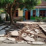Pohon Buah yang Cocok untuk Halaman Rumah Type 36