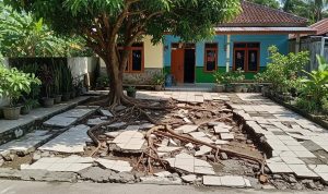 Pohon Buah yang Cocok untuk Halaman Rumah Type 36