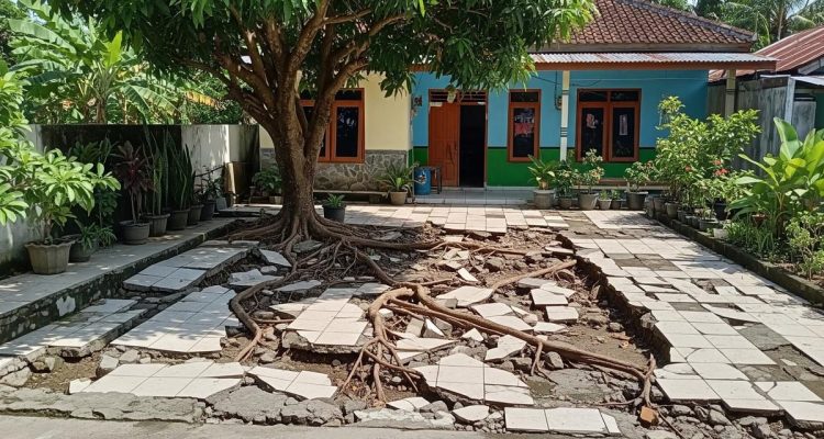 Pohon Buah yang Cocok untuk Halaman Rumah Type 36