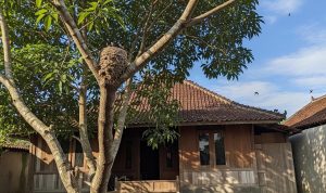 Pohon Pilihan untuk Memancing Burung Walet: Panduan Budidaya Alami