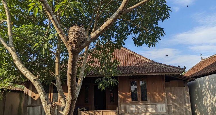Pohon Pilihan untuk Memancing Burung Walet: Panduan Budidaya Alami