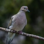 Pohon Pilihan untuk Menarik Burung Tekukur ke Halaman