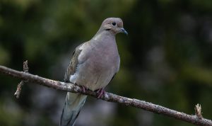 Pohon Pilihan untuk Menarik Burung Tekukur ke Halaman