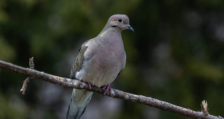 Pohon Pilihan untuk Menarik Burung Tekukur ke Halaman