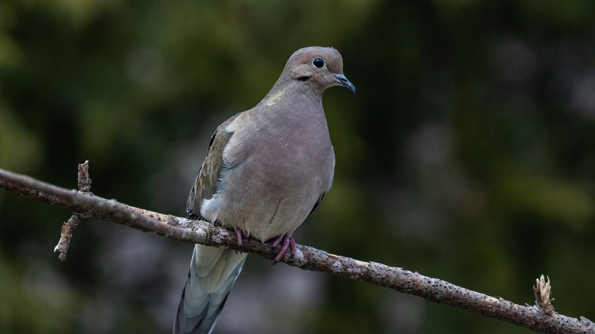 Pohon Pilihan untuk Menarik Burung Tekukur ke Halaman