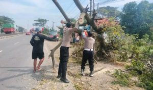 Pohon Tumbang Pantura Lohbener Ganggu Lalu Lintas, Waspada Pengendara