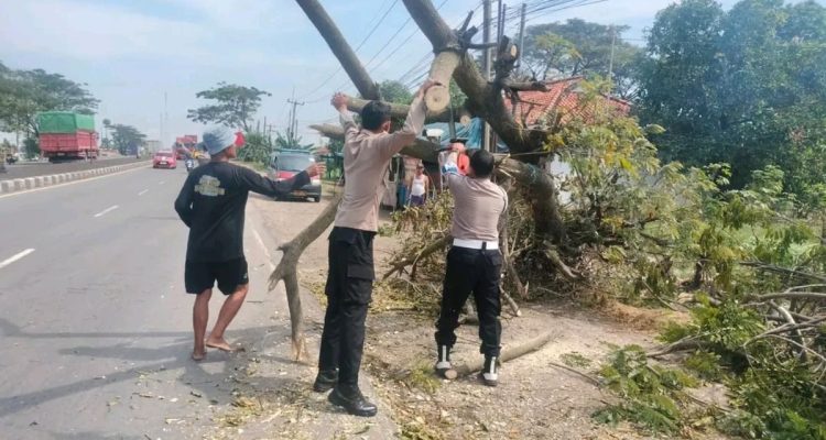 Pohon Tumbang Pantura Lohbener Ganggu Lalu Lintas, Waspada Pengendara
